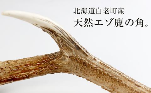 【12月20日決済確定分まで年内発送】エゾシカ角（横約20cm×縦約60㎝）