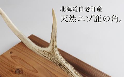 【12月20日決済確定分まで年内発送】エゾシカ角 壁掛け（横約20cm×縦約60㎝）