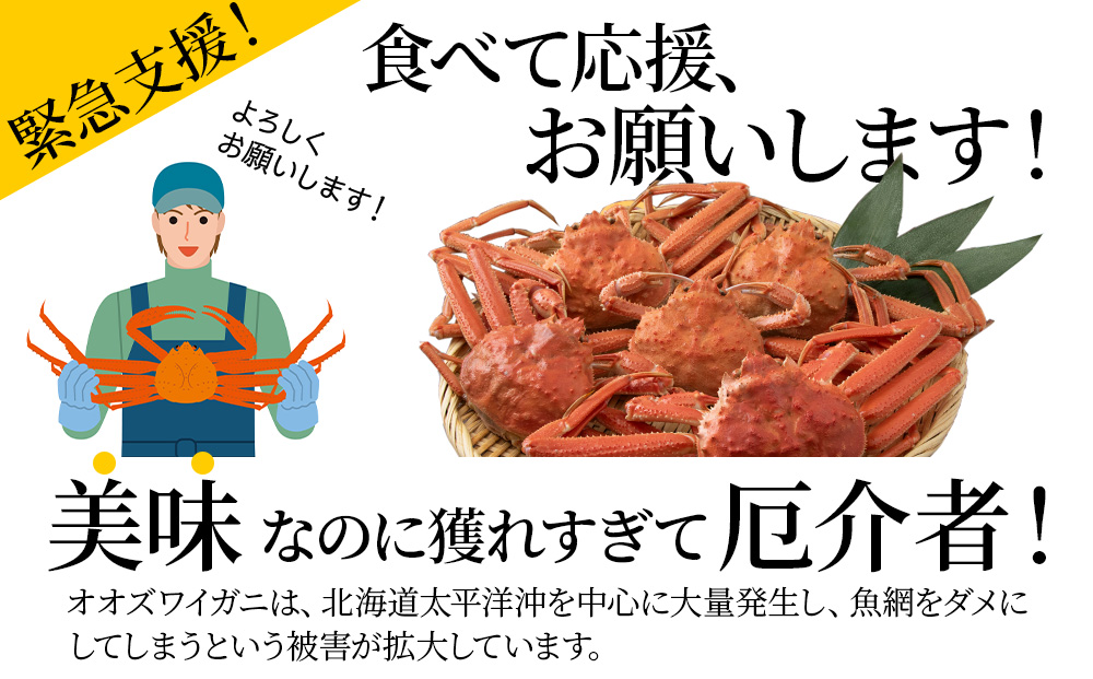 【7営業日以内発送】訳あり オオズワイガニオス 大サイズ (約300～600g) 浜ゆで 2kg (4～5尾入) AS223