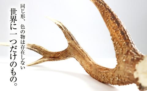 【12月20日決済確定分まで年内発送】エゾシカ角（横約20cm×縦約60㎝）