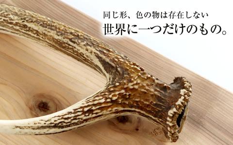 【12月20日決済確定分まで年内発送】エゾシカ角 壁掛け（横約20cm×縦約60㎝）