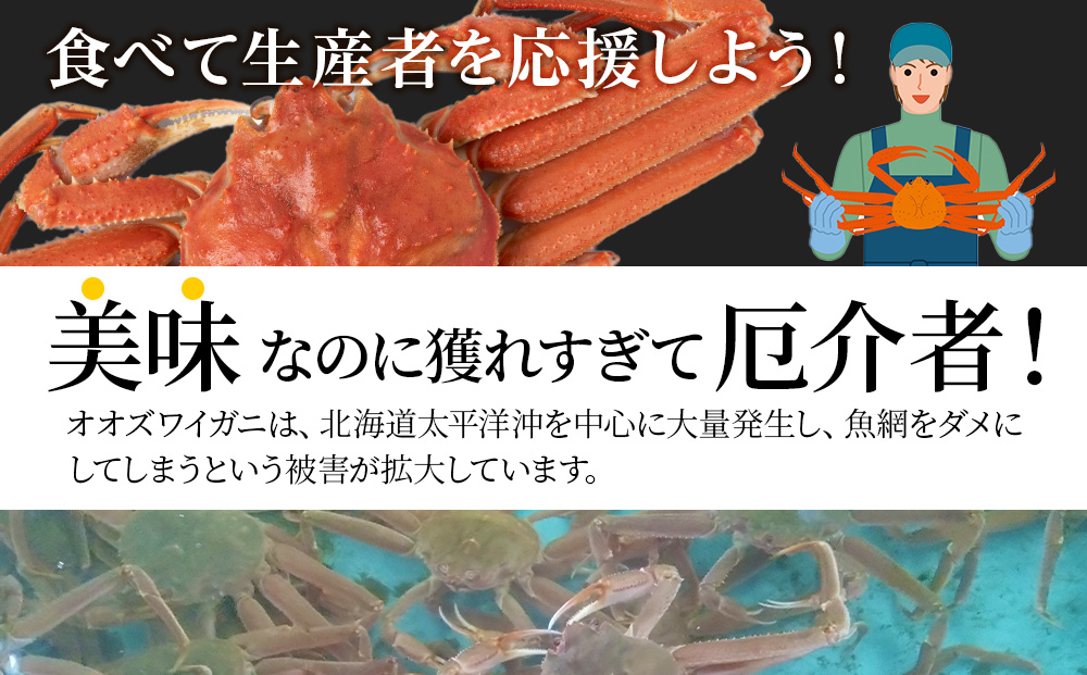 【12月23日決済確定分まで年内発送】北海道産 大ズワイ＜特大＞500g×2尾〈小田切水産〉 オオズワイ 蟹 かに カニ ボイル AM164