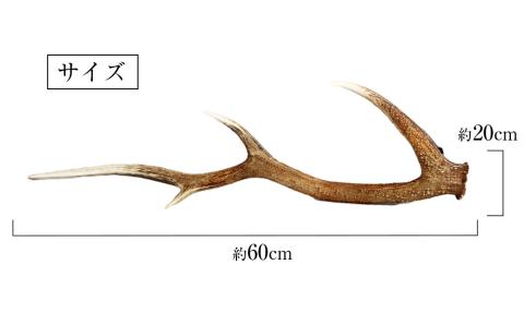 【12月20日決済確定分まで年内発送】エゾシカ角（横約20cm×縦約60㎝）