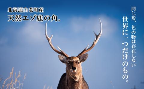 犬のおやつ・歯固めに！エゾシカ角 約8cm×1本（小型犬用）BO010