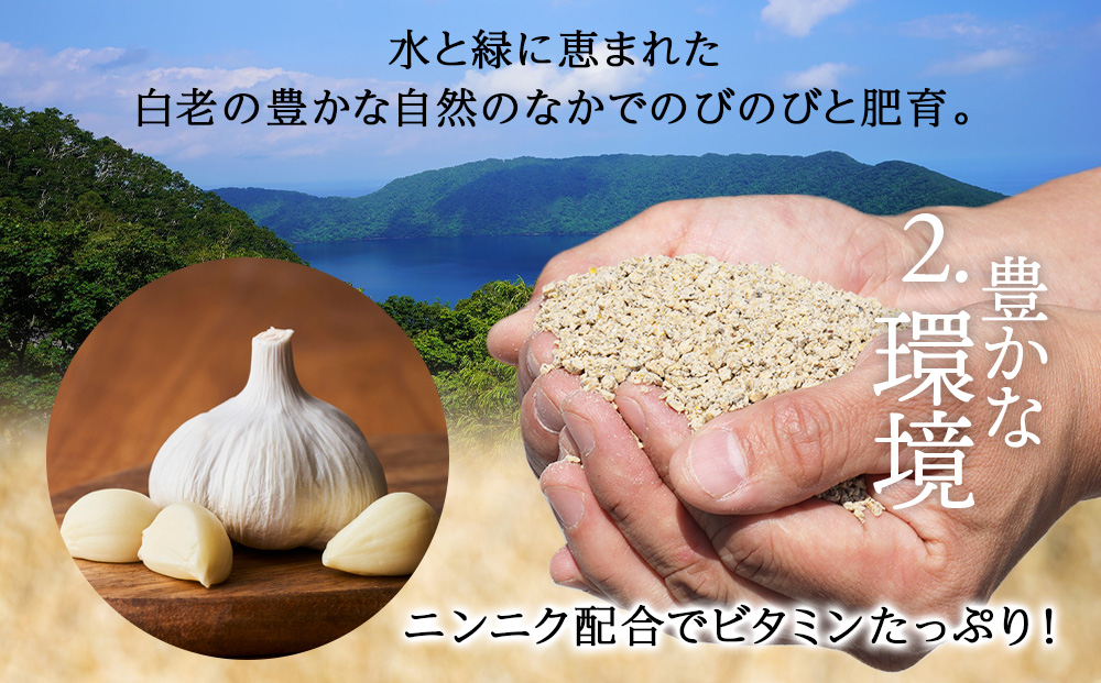 北海道産 白老豚 豚バラ焼き肉用スライス 合計1.2kg（300g×4） BV097