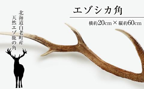 【12月20日決済確定分まで年内発送】エゾシカ角（横約20cm×縦約60㎝）