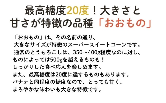 【2026年8月下旬発送予定】北海道厚真産とうもろこし おおもの 先行予約  [AXAE001] 15000 15000円