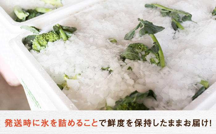 【2026年7月以降順次発送】農家直送！採れたてブロッコリー20玉【農事組合法人 海沼農園】 北海道 野菜 新鮮 採れたて  [AXBD001]