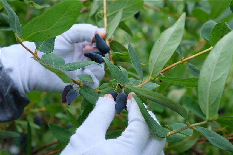 RomanticBerry Honey Moon（ハスカップジン）《厚真町》【マドラー株式会社】ハスカップ ジン リキュール 酒 アルコール ギフト  贈り物 北海道[AXCB001]