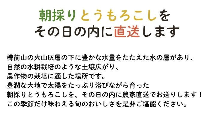 【2026年8月下旬発送予定】北海道厚真産とうもろこし おおもの 先行予約  [AXAE001] 15000 15000円