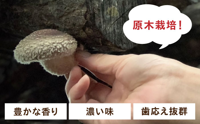 原木 乾燥しいたけ 150g（30g×5パック）《厚真町》【株式会社きたい】 乾燥 しいたけ 椎茸 きのこ キノコ 小分け 北海道 [AXAI002]