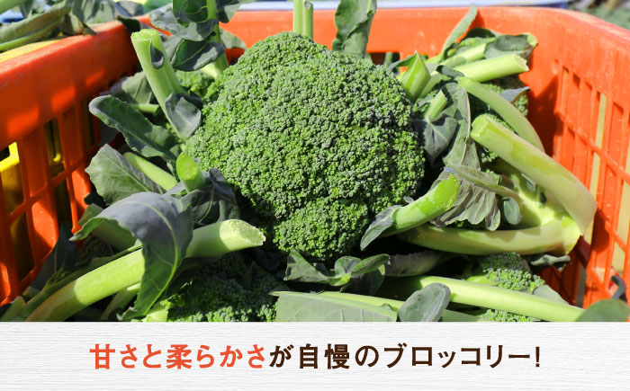 【2026年7月以降順次発送】農家直送！採れたてブロッコリー20玉【農事組合法人 海沼農園】 北海道 野菜 新鮮 採れたて  [AXBD001]