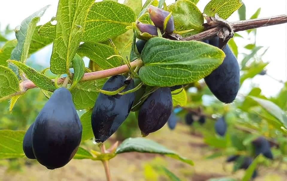 北海道厚真町産ハスカップ粒（てんさい糖漬け）90g×6セット《厚真町》【株式会社知熊屋】 [AXBN005]