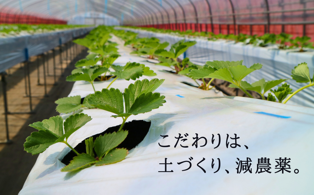 【先行予約 2026年5月以降順次発送】春夏イチゴ「けんたろう」計600g《厚真町》【こばやしいちご農園】 [AXBT001]