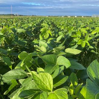 《農薬不使用》乾燥小粒青大豆（品種：黒神）《厚真町》【ekam】 大豆 豆 オーガニック 農薬不使用  有機JAS認証 青大豆 乾燥大豆 北海道 [AXBV001] 9000 9000円