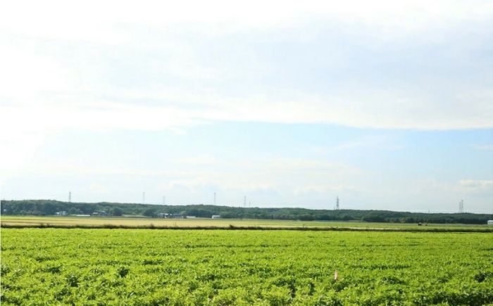 【2026年8月下旬発送予定】北海道厚真産とうもろこし おおもの 先行予約  [AXAE001] 15000 15000円