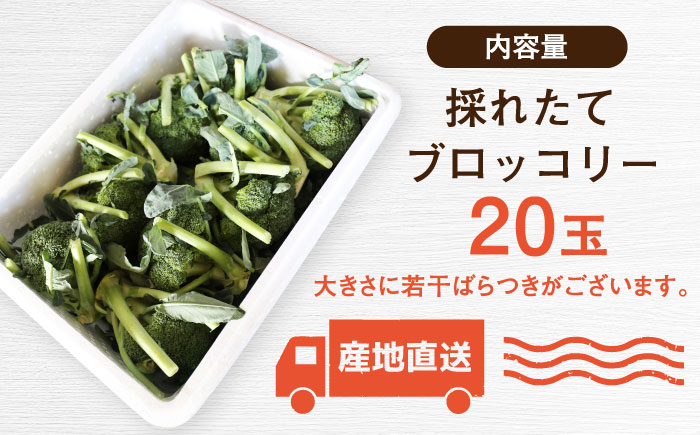 【2026年7月以降順次発送】農家直送！採れたてブロッコリー20玉【農事組合法人 海沼農園】 北海道 野菜 新鮮 採れたて  [AXBD001]