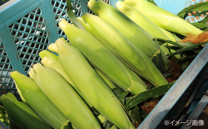 【2026年8月下旬発送予定】北海道厚真産とうもろこし おおもの 先行予約  [AXAE001] 15000 15000円