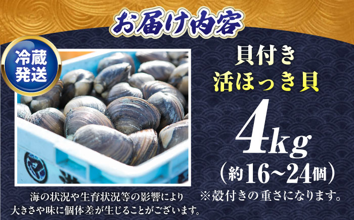 厚真町近海で獲れた 活ほっき貝 4kg（約16～24個）《厚真町》【鵡川漁業協同組合】ホッキ貝 北寄貝 海鮮 冷蔵配送 北海道 [AXAL005]
