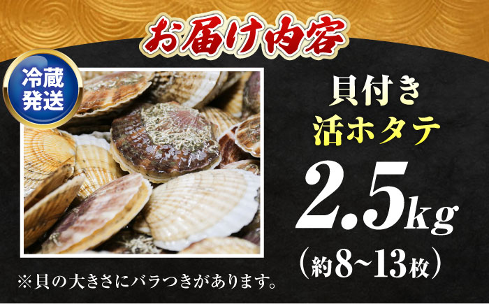 ＜期間限定受付＞【訳あり！】漁港直送！天然貝殻付き活ホタテ2.5kg《厚真町》　【鵡川漁業協同組合】　ホタテ 活ホタテ 帆立 海鮮 冷蔵 北海道 [AXAL007]