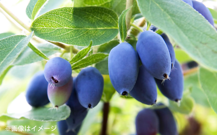 蝦夷煮 5パックセット《厚真町》【株式会社あつまみらい】[AXAS001]