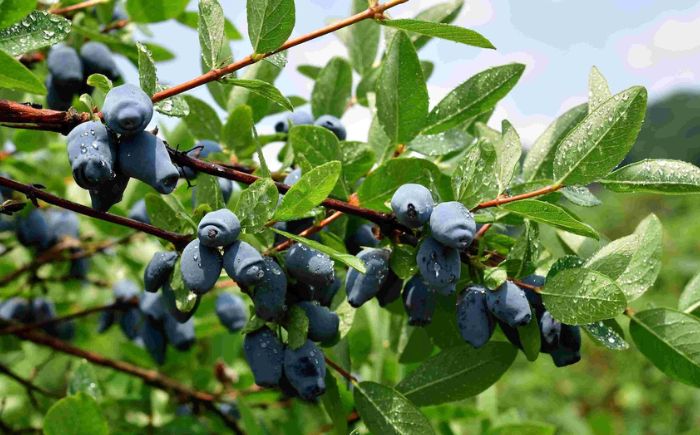 ハスカップシロップ・粒・ジャム 各１本セット【株式会社知熊屋】 [AXBN008]