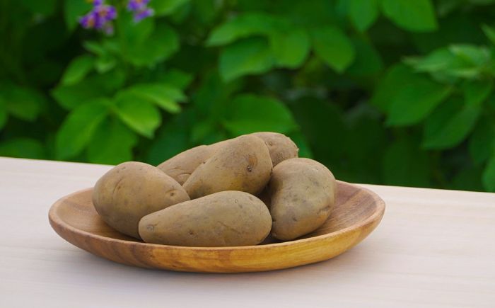 氷室熟成あつまいも（メークイン）9.5kg×1箱 《厚真町》 【株式会社伝平さんの畑】 じゃがいも ジャガイモ メークイン 芋 熟成 熟成芋 野菜 北海道 [AXAD002]