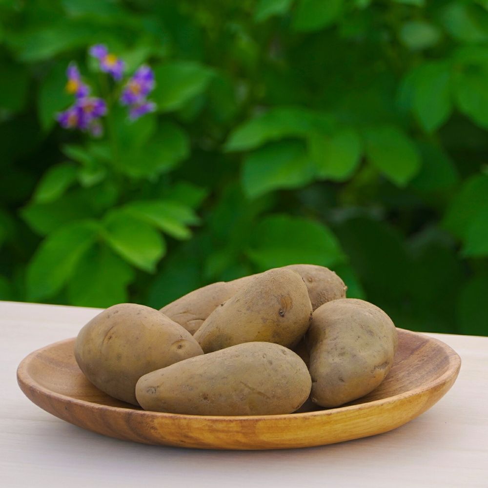 【全2回定期便】 氷室熟成あつまいも（メークイン）4.5kg×1箱 《厚真町》 【株式会社伝平さんの畑】 じゃがいも ジャガイモ メークイン 芋 熟成 熟成芋 野菜 北海道 [AXAD003]