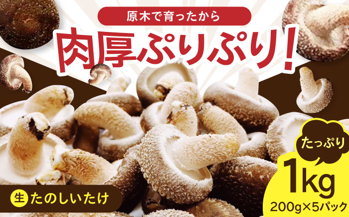 原木 生しいたけ 1kg（200g×5パック）《厚真町》【株式会社きたい】 生  椎茸 きのこ キノコ 小分け 北海道 [AXAI001]