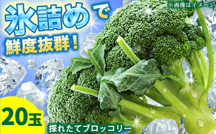 【2026年7月以降順次発送】農家直送！採れたてブロッコリー20玉【農事組合法人 海沼農園】 北海道 野菜 新鮮 採れたて  [AXBD001]