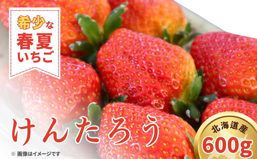 【先行予約 2026年5月以降順次発送】春夏イチゴ「けんたろう」計600g《厚真町》【こばやしいちご農園】 [AXBT001]