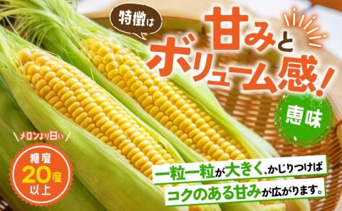 北海道産 とうもろこし 糖度20度以上 恵味 めぐみ 2L 10～12本 7月下旬～8月下旬頃にお届け 朝採り トウモロコシ スイート コーン 旬 夏  野菜 新鮮 産地直送 宮内農園 送料無料 北海道 洞爺湖町: 洞爺湖町ANAのふるさと納税