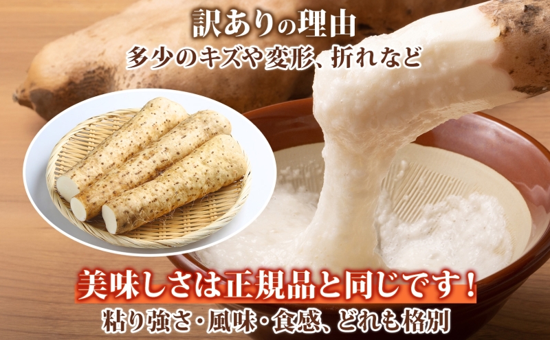  洞爺湖町産 訳あり 長芋 約10kg 2025年11月下旬から順次お届け 長いも 国産 北海道産 訳アリ 家庭用 不揃い とろろ 山かけ ステーキ 生食 調理 野菜 芋 旬 北海道 洞爺湖町