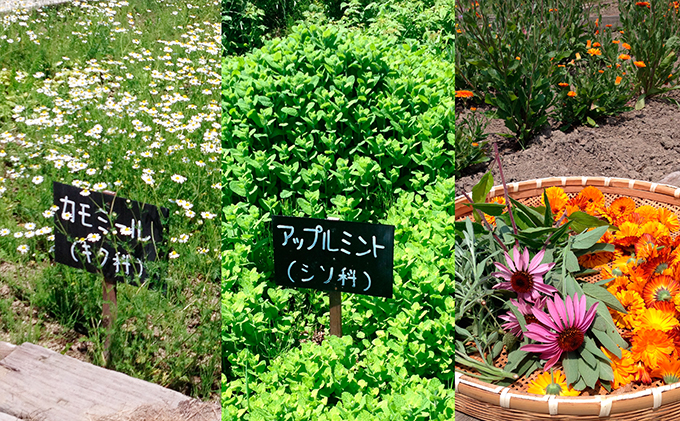 オリジナルハーブティーセット