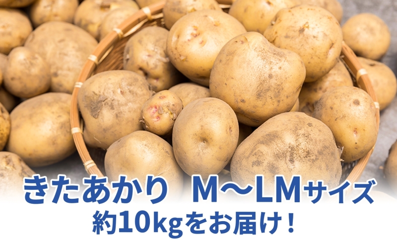 北海道 雪蔵 きたあかり  M～LM 約10kg 2026年2月中旬より順次お届け じゃがいも ジャガイモ 馬鈴薯 キタアカリ 北あかり 黄金男爵 芋 いも 雪蔵貯蔵 野菜 農作物 北海道産 丸田農園 送料無料