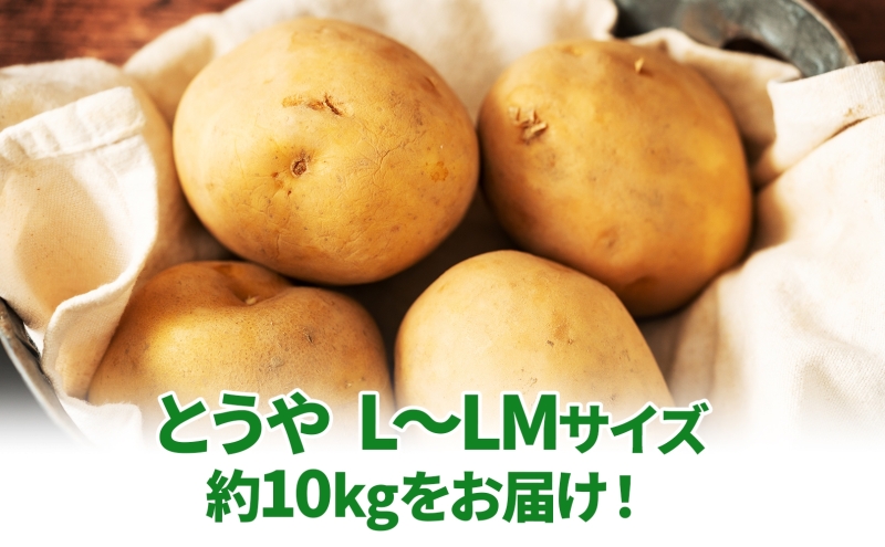北海道 とうや  L～LM 約10kg 9月下旬より順次出荷 新じゃが じゃがいも ジャガイモ じゃが芋 馬鈴薯 黄爵 芋 いも イモ 旬 野菜 農作物 カレー シチュー肉じゃが 北海道産 丸田農園 送料無料