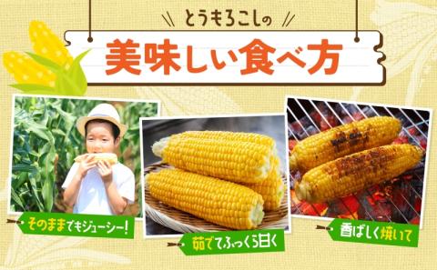 北海道産 とうもろこし 糖度20度以上 恵味 めぐみ 2L 10～12本 7月下旬～8月下旬頃にお届け 朝採り トウモロコシ スイート コーン 旬 夏  野菜 新鮮 産地直送 宮内農園 送料無料 北海道 洞爺湖町: 洞爺湖町ANAのふるさと納税