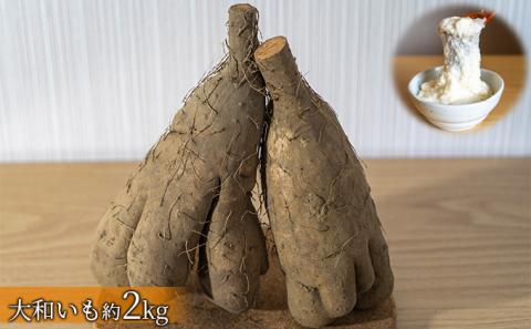 道の駅とうや湖 冬の味覚4種セット(ゆめぴりか・虎豆・大和いも・玉ねぎ) 計約9.6kg