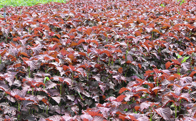 洞爺湖生まれのスキンケアセット 乳液 美容グッズ 保湿 乾燥ケア 肌荒れ防止 ローション 美容