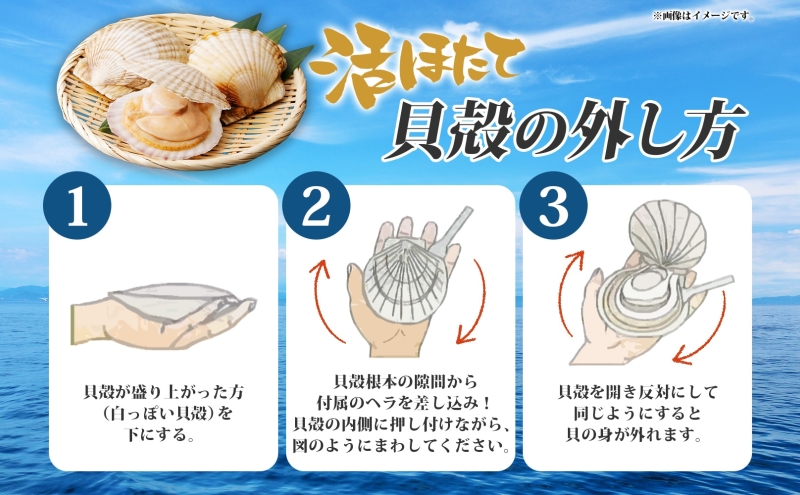 北海道産 活ほたて 2年貝 約 9kg 67枚～100枚 2026年3月中旬～3月下旬頃お届け 殻付き 貝付き 帆立 ホタテ ほたて 貝 魚介 海産 海鮮 貝柱 噴火湾 刺身 焼き フライ 生産者支援 産地直送 送料無料