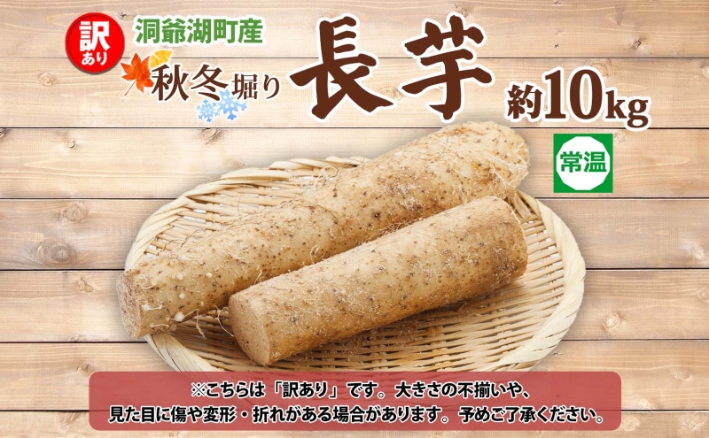  洞爺湖町産 訳あり 長芋 約10kg 2025年11月下旬から順次お届け 長いも 国産 北海道産 訳アリ 家庭用 不揃い とろろ 山かけ ステーキ 生食 調理 野菜 芋 旬 北海道 洞爺湖町