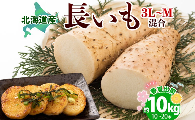 北海道産 長いも 春夏出荷 約10kg 2026年5月上旬～6月下旬頃お届け 長芋 ながいも とろろ 農作物 野菜 新鮮 根菜 山かけ 産地直送 お取り寄せ 送料無料 冷蔵 北海道 洞爺湖町