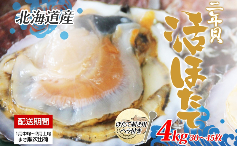 北海道産 活ほたて 2年貝 約 4kg 30枚～45枚 2026年1月中旬～2月上旬頃お届け 殻付き 貝付き 帆立 ホタテ ほたて 貝 魚介 海産 海鮮 貝柱 噴火湾 刺身 焼き フライ 生産者支援 産地直送 送料無料 魚介類