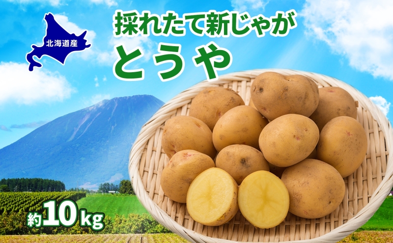 北海道 とうや  L～LM 約10kg 9月下旬より順次出荷 新じゃが じゃがいも ジャガイモ じゃが芋 馬鈴薯 黄爵 芋 いも イモ 旬 野菜 農作物 カレー シチュー肉じゃが 北海道産 丸田農園 送料無料