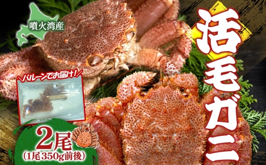 先行受付 北海道 噴火湾産 活毛がに 350g前後×2尾 2026年6月下旬～7月上旬お届け 北海道産 旬 新鮮 毛がに かに カニ 蟹 毛ガニ 毛蟹 カニ味噌 天然 噴火湾 産地直送 お取り寄せ 冷蔵 洞爺湖町