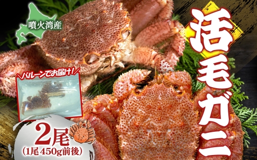 先行受付 北海道 噴火湾産 活毛がに 450g前後×2尾 2026年6月下旬～7月上旬お届け 北海道産 旬 新鮮 毛がに かに カニ 蟹 毛ガニ 毛蟹 カニ味噌 天然 噴火湾 産地直送 お取り寄せ 冷蔵 洞爺湖町