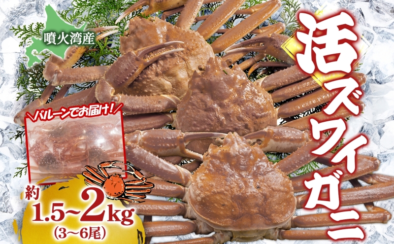 北海道 噴火湾産 活ズワイガニ 約1.5～2kg（3～6尾）2026年3月1日～4月末頃まで発送 北海道産 旬 新鮮 ずわいがに ズワイガニ かに カニ 蟹 カニ味噌 天然 噴火湾 産地直送 お取り寄せ 贈答 冷蔵 洞爺湖町