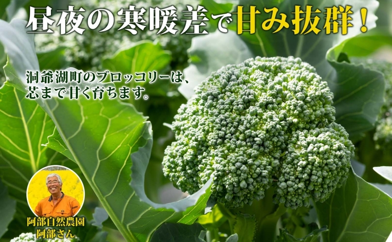 役に立ちます 冷凍カット野菜 ブロッコリー60g×8袋 2025年6月中旬より出荷 冷凍 カット 野菜 小分け 時短 弁当 簡単 調理 便利  国産 北海道 洞爺湖町