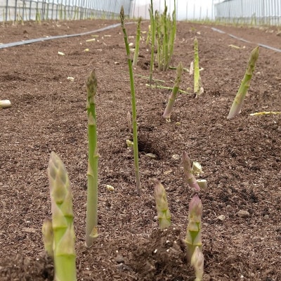 安平町出口農園 の【旨っ!】ハウスグリーンアスパラガス　800g【配送不可地域：離島】