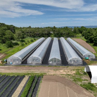 【先行予約】樹上熟3段採り 桃太郎トマト / 正品2kg箱(10～15玉入)【配送不可地域：離島】